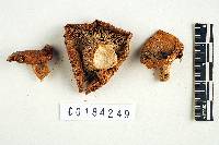 Lactarius proximellus image