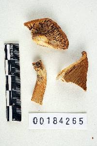 Lactarius imperceptus image