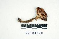 Lactarius nigroviolascens image