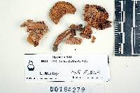 Lactarius agglutinatus image