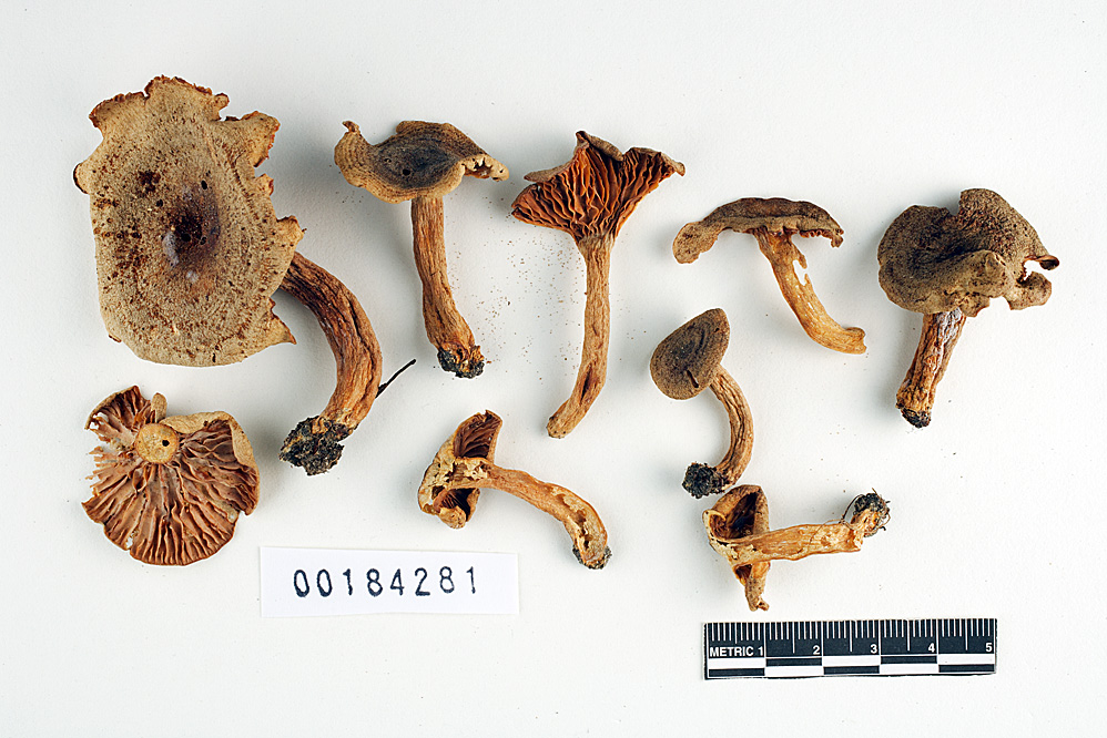 Lactarius irregularis image