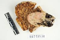 Russula avellaneiceps image