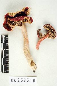 Russula rubellipes image