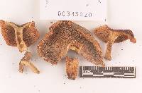 Russula subfoetens image