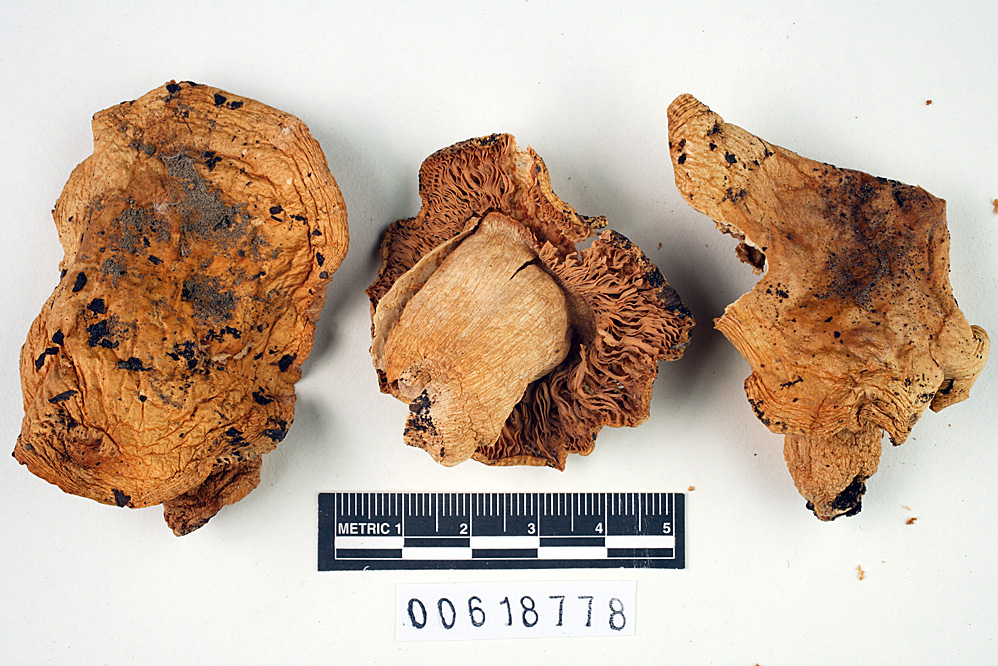 Russula alcalinicola image