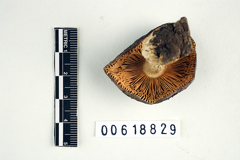 Russula cinereopurpurea image