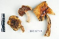 Russula crenulata image