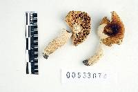 Russula disparilis image