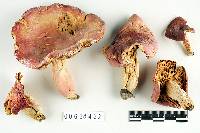 Russula flavisiccans image