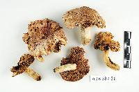 Russula flavisiccans image