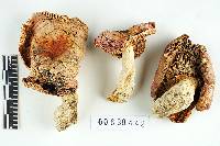 Russula flavisiccans image