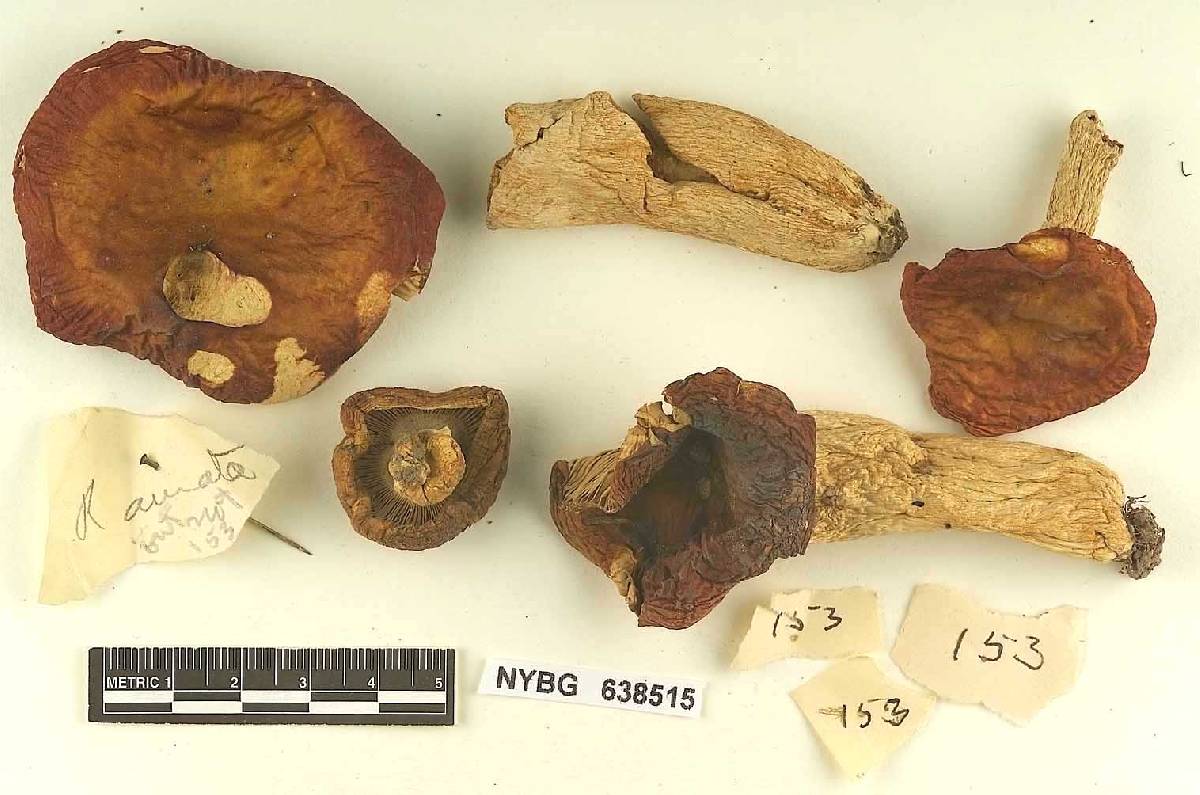 Russula aurata image