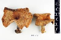 Russula magnifica image