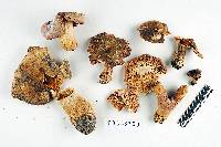 Russula marginata image
