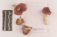 Russula pulchra image