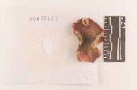 Russula queletii image