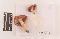 Russula pulchra image