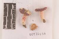 Russula perplexa image