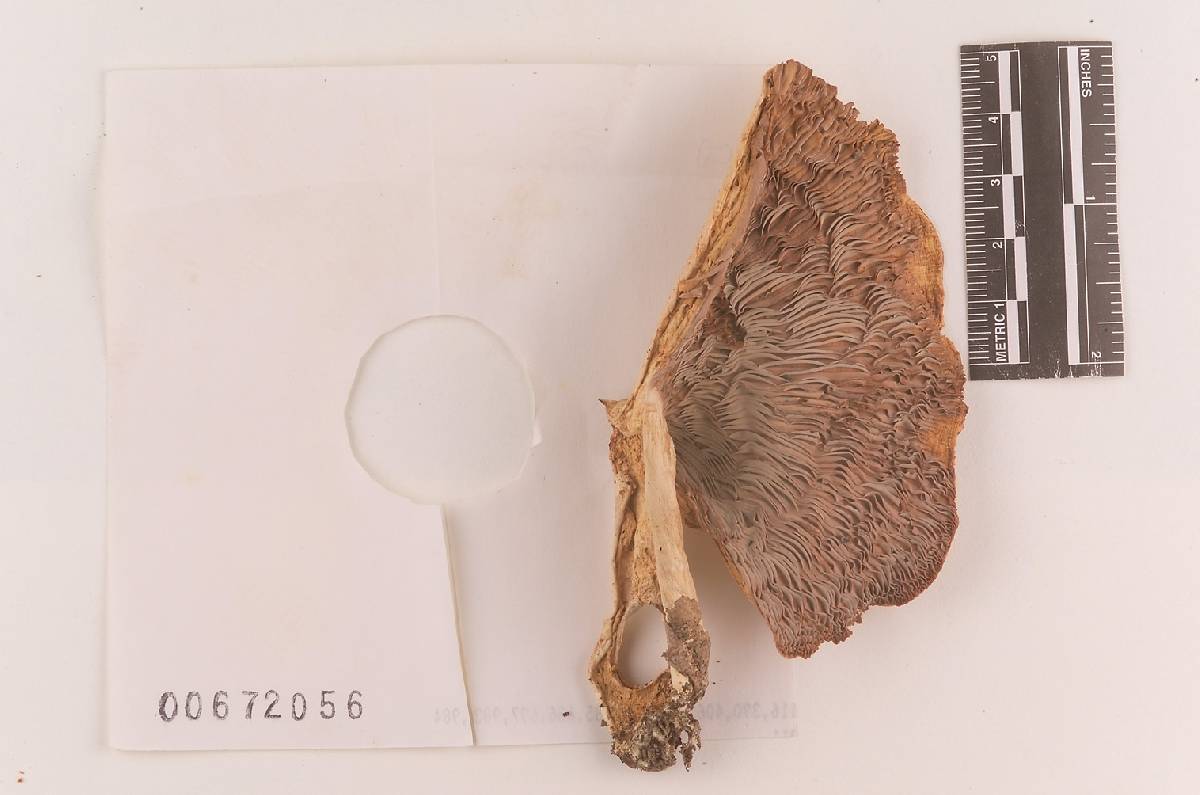Russula polyphylla image