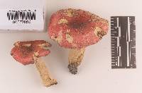 Russula pseudolepida image