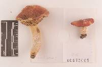 Russula praeclavipes image