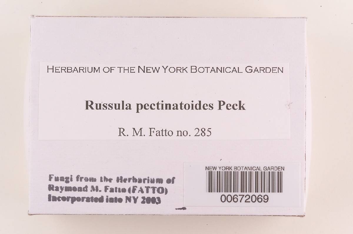 Russula pectinatoides image