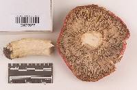 Russula pseudolepida image