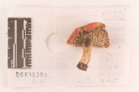 Russula silvicola image