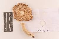 Russula rugulosa image