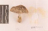 Russula seperina image