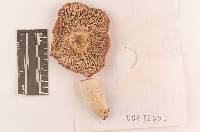 Russula rugulosa image