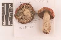 Russula seperina image