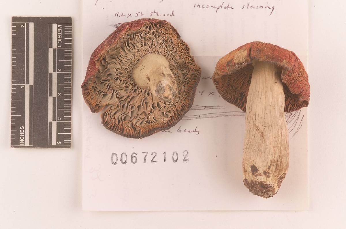 Russula seperina image