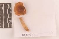 Russula simillima image