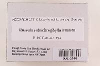 Russula subochrophylla image