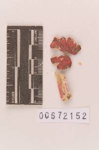 Russula uncialis image