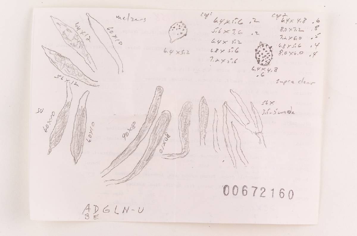 Russula subsericeonitens image