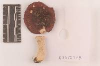 Russula subsericeonitens image