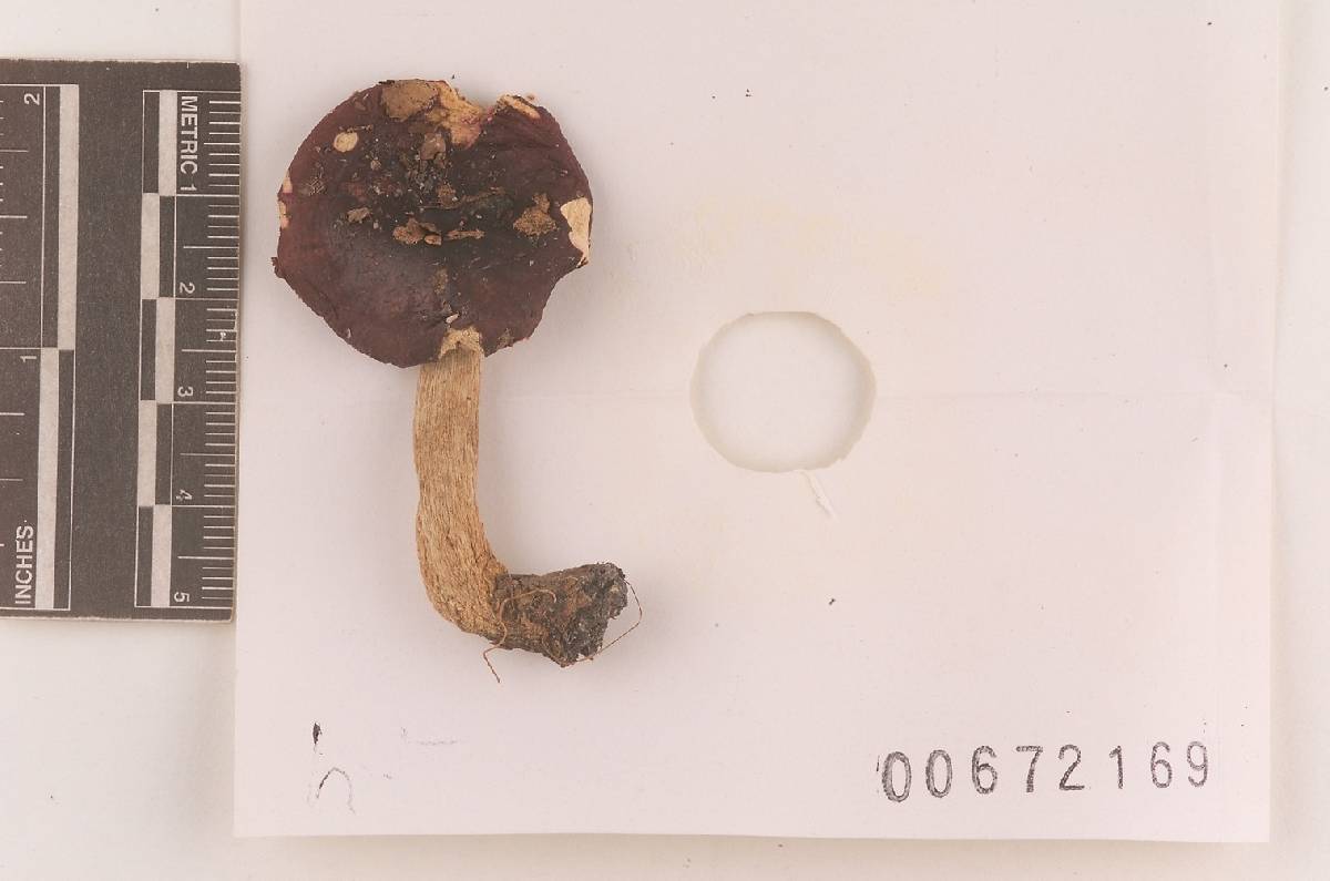 Russula subsericeonitens image