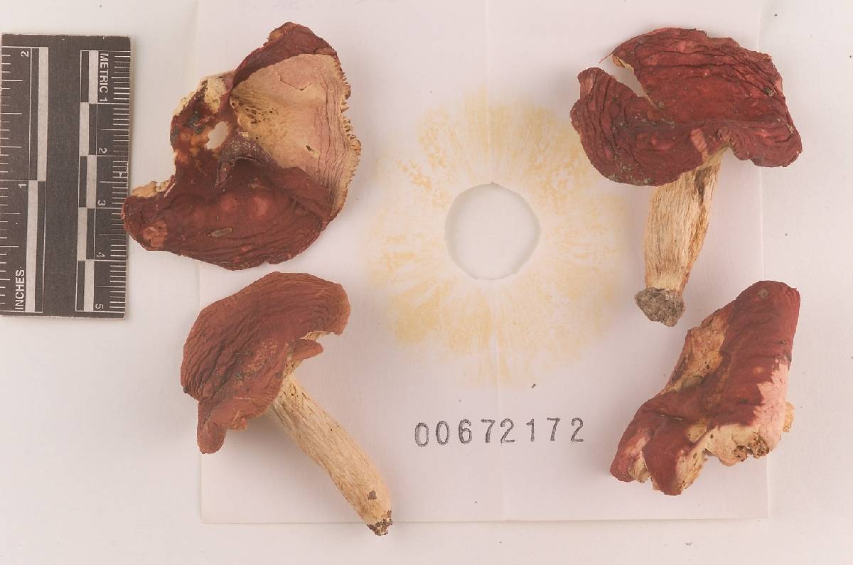 Russula subtenuiceps image