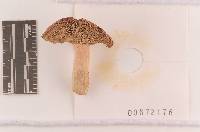 Russula subtenuiceps image