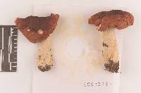 Russula tenuiceps image