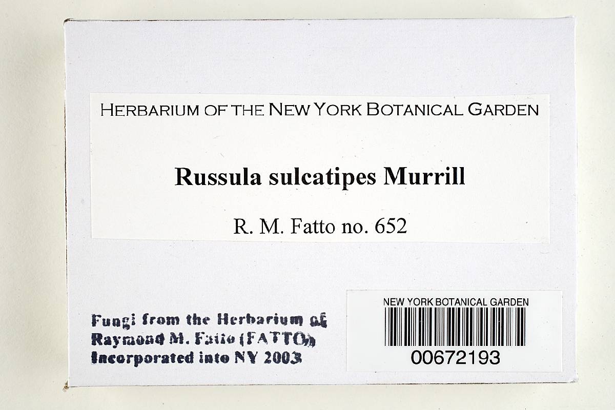 Russula sulcatipes image