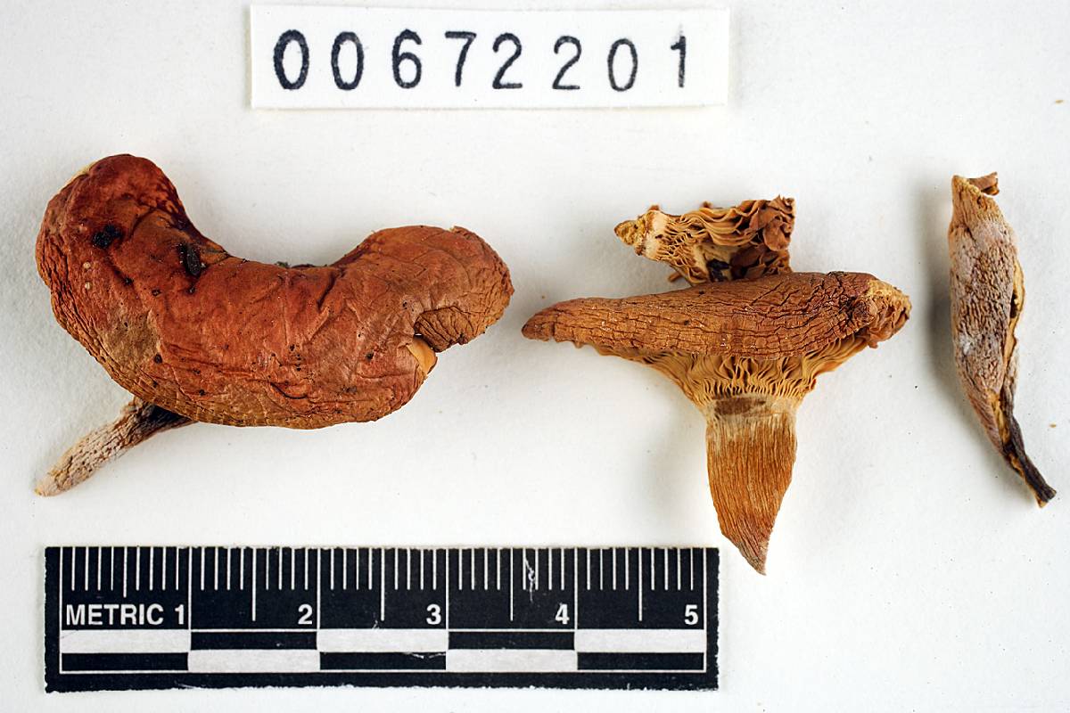 Russula subsericeonitens image