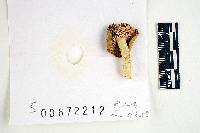 Russula subtilis image