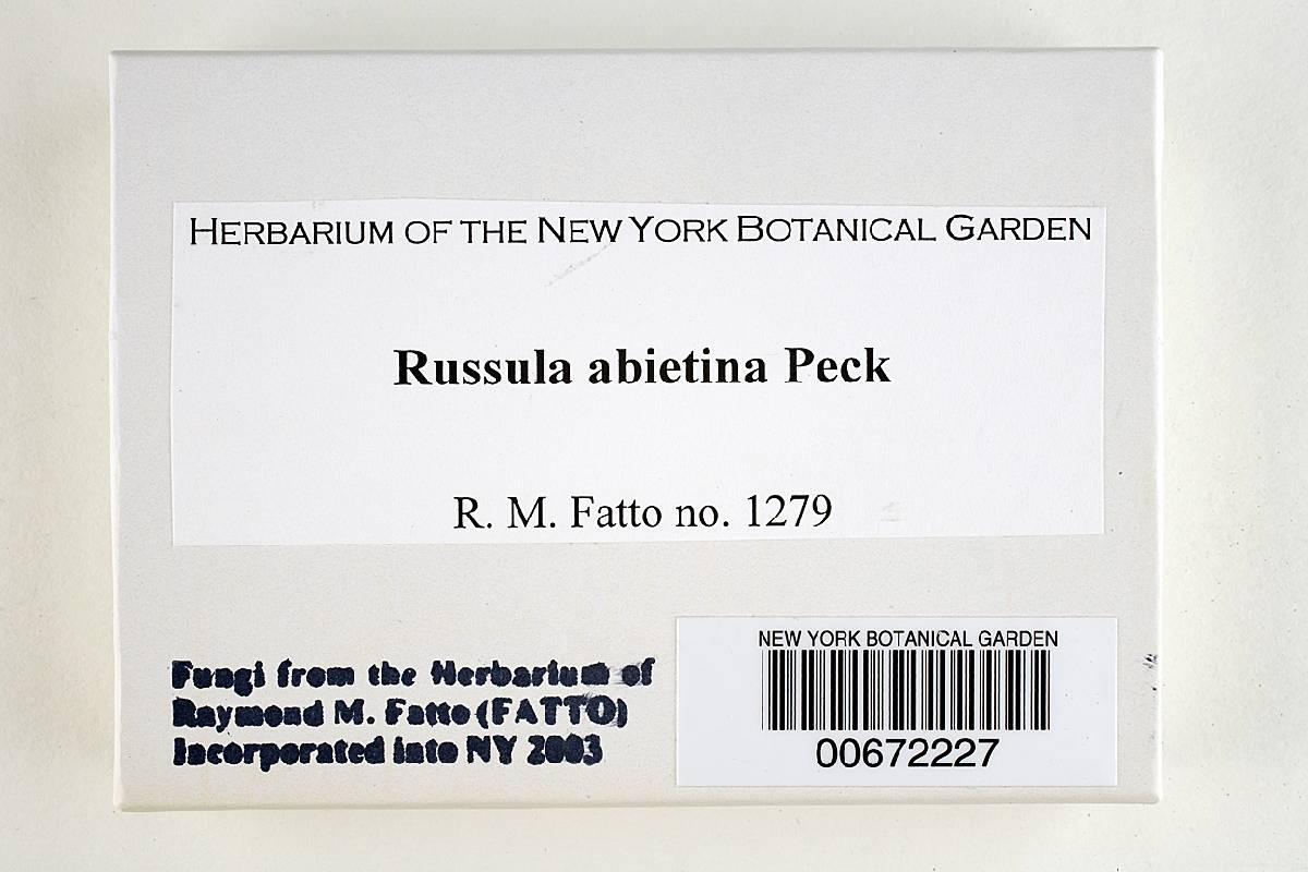 Russula abietina image