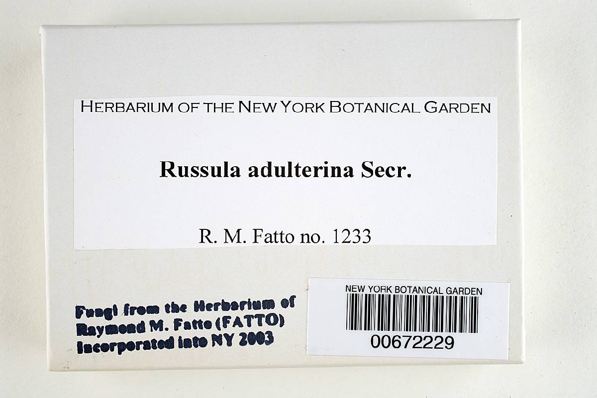 Russula adulterina image