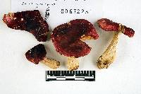 Russula admirabilis image