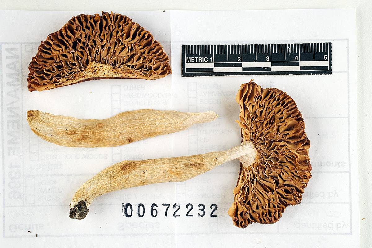 Russula amygdaloides image