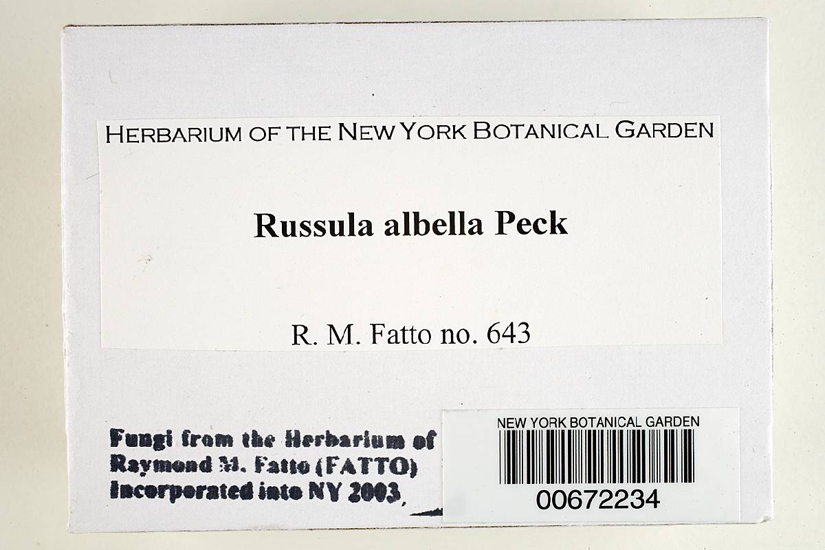Russula albella image